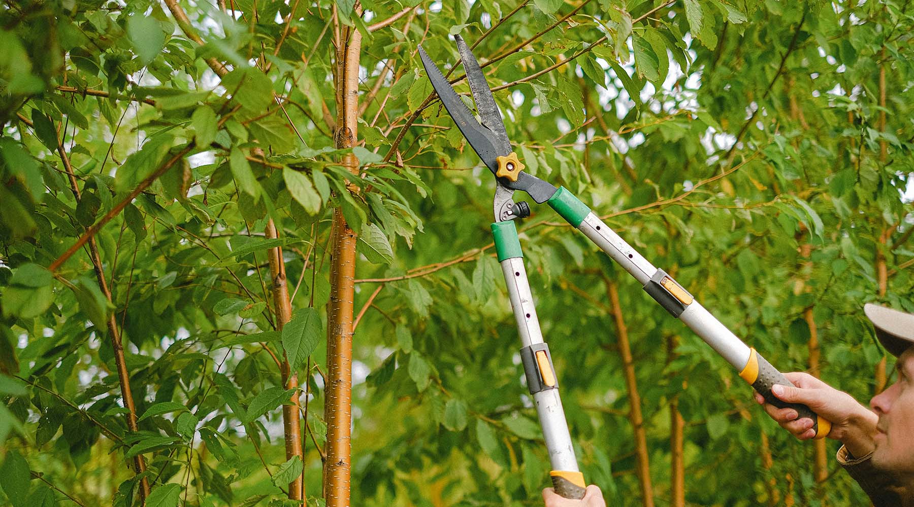 arborist trimming tree branch with shears