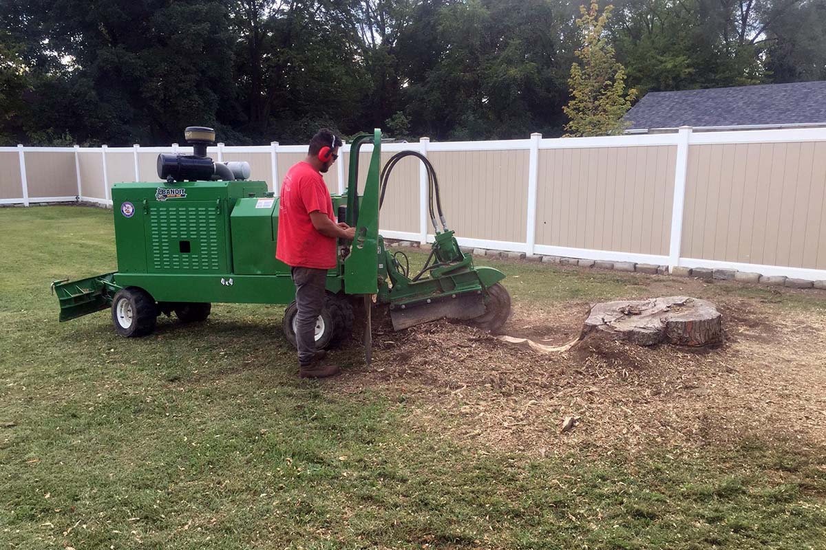 arborist tree grinding