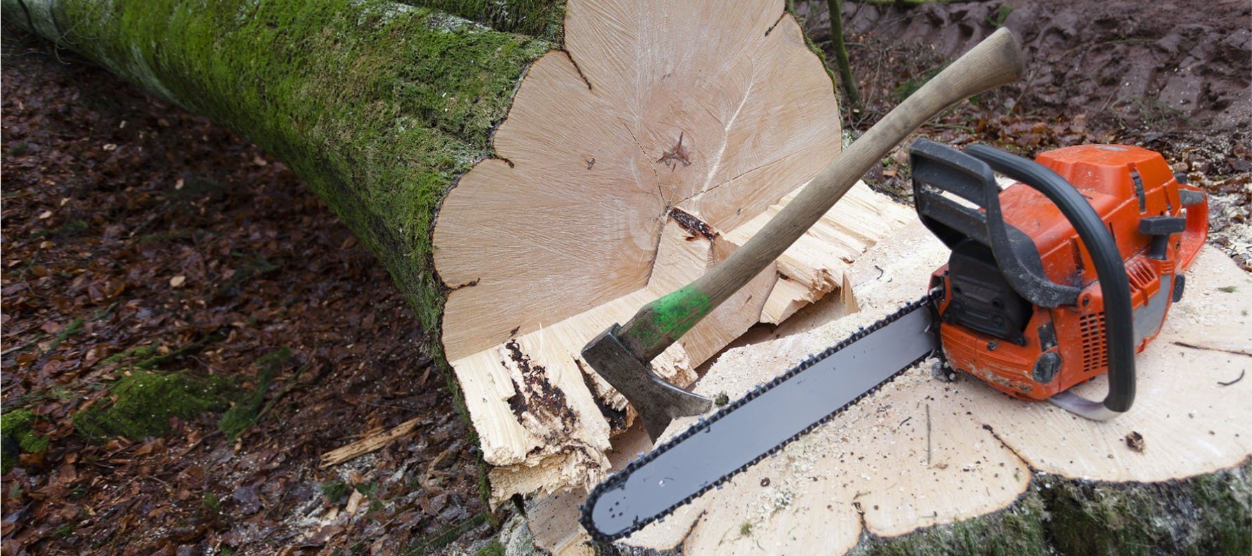 Native Tree Care