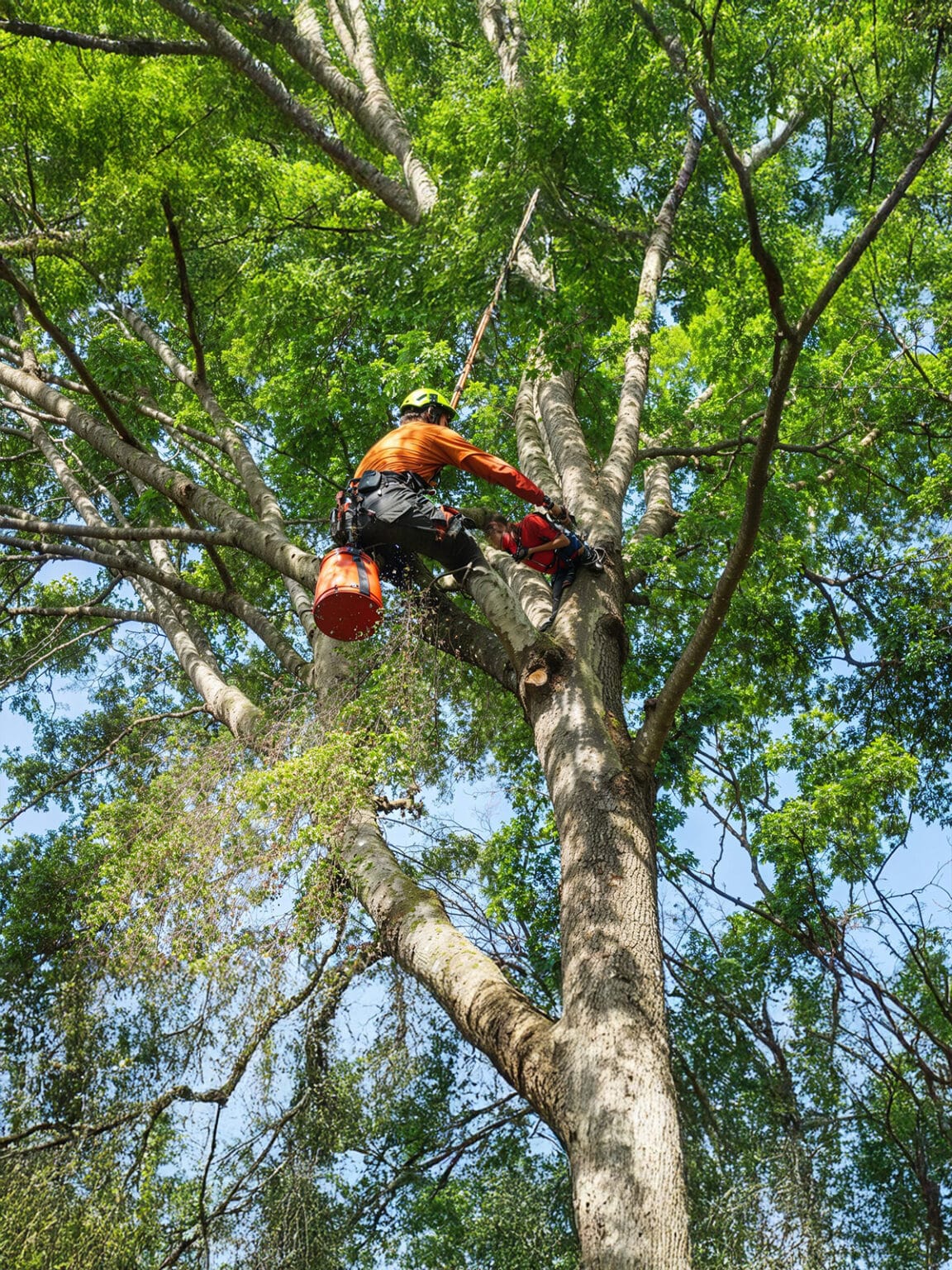 Tree Services Madeira - Professional Tree Care & Maintenance | Native ...